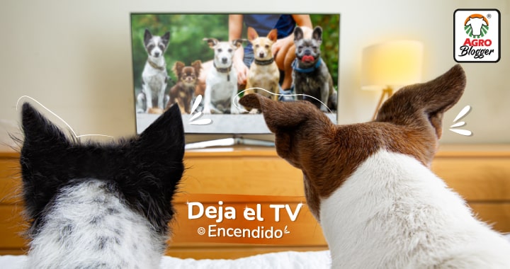 deja el TV encendido para dejar un perro solo en casa