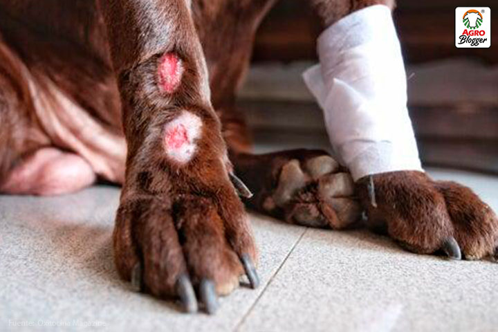 primeros auxilios perros heridas