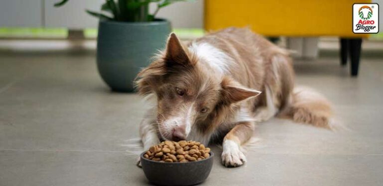 alimentos que regeneran el higado en perros