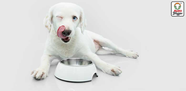 dieta mixta para engordar perro