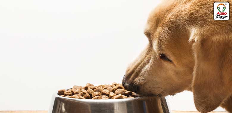 equilibrio comida para perros