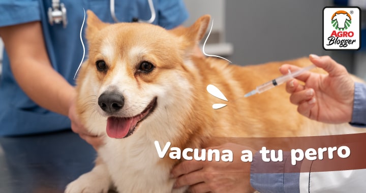 vacuna a tu perro contra el moquillo