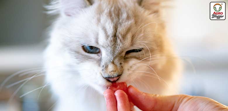 alimentar un gato con problemas urinarios