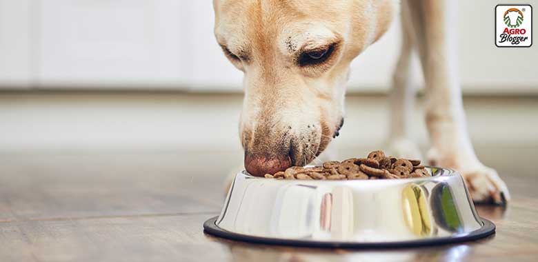 alimentos para perros recomendados por veterinarios
