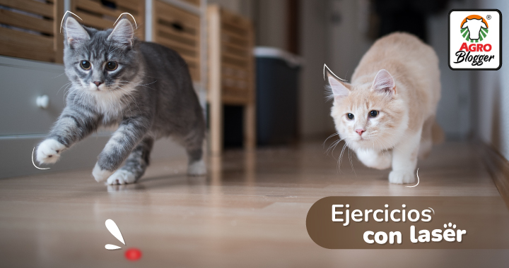 ejercicio con laser para gatos