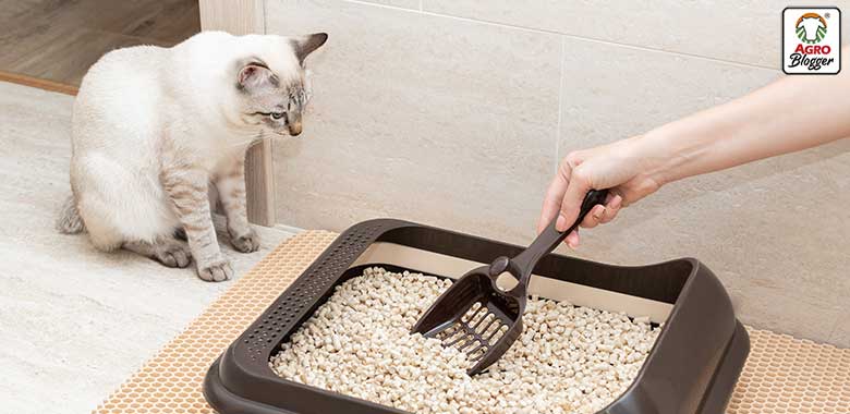 elegir el mejor alimento para gatos con problemas urinarios