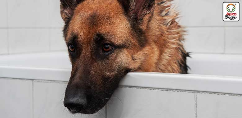 pastor aleman cachorro higiene