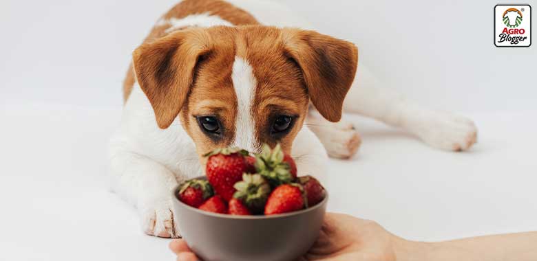 alimentos para subir defensas en perros