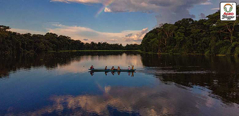 como ayudar a salvar la selva amazonica