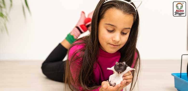hamster de mascota ideal para ninos
