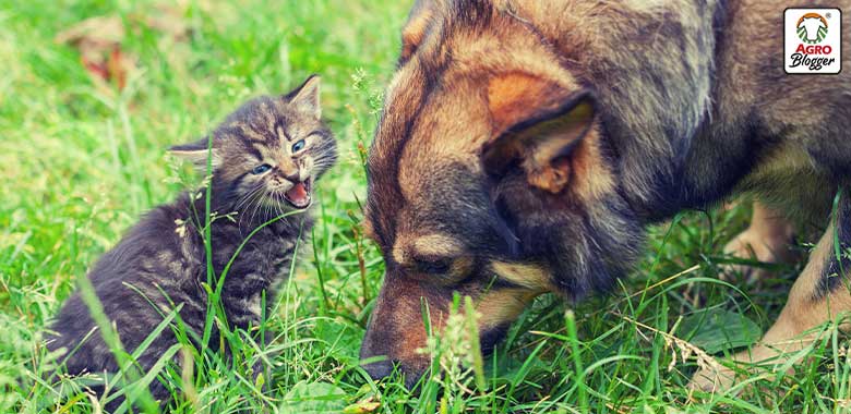 socializacion entre gatos y perros