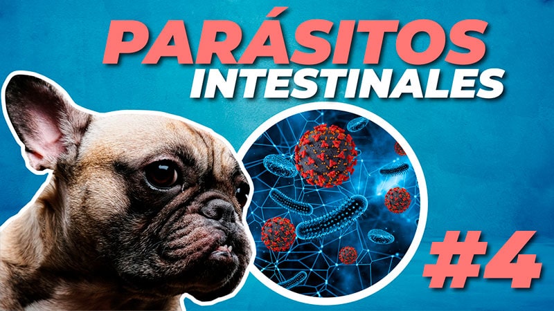 Obstrucción intestinal por parásitos en perros
