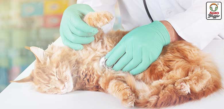 enfermedades comunes en los gatos