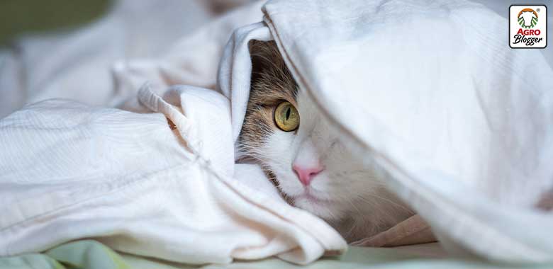 gato escondiendose