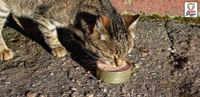 gato viejo comiendo comida humeda