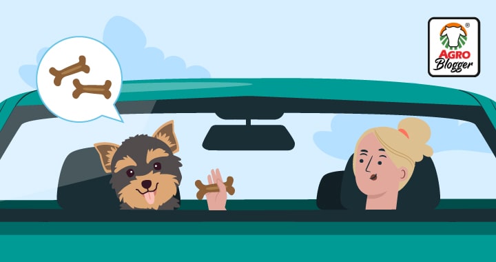 acostumbrar un perro al carro antes de viajar
