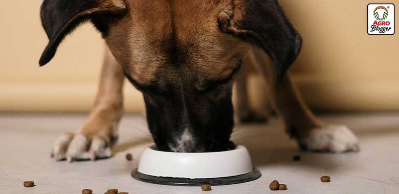 beneficios de los nutraceuticos para perros