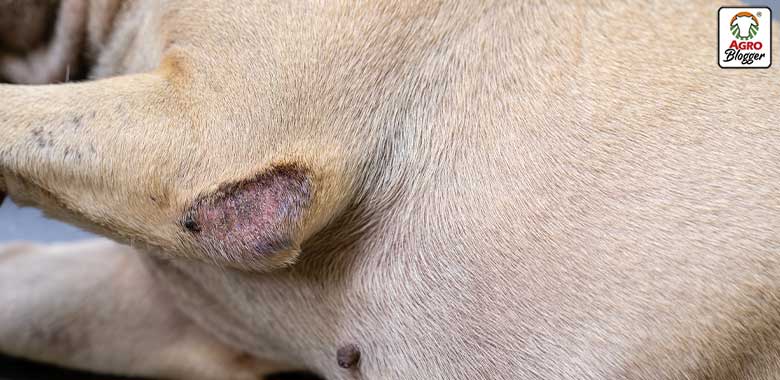 dermatitis en la piel de un perro
