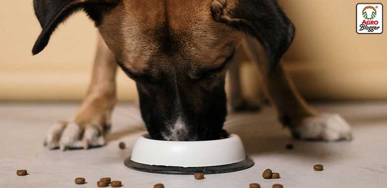 dieta para el manejo de la diabetes canina