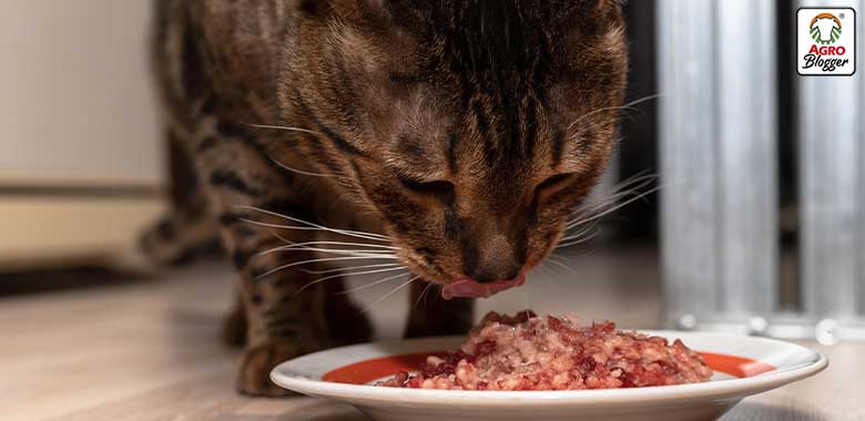 dieta renal gatos
