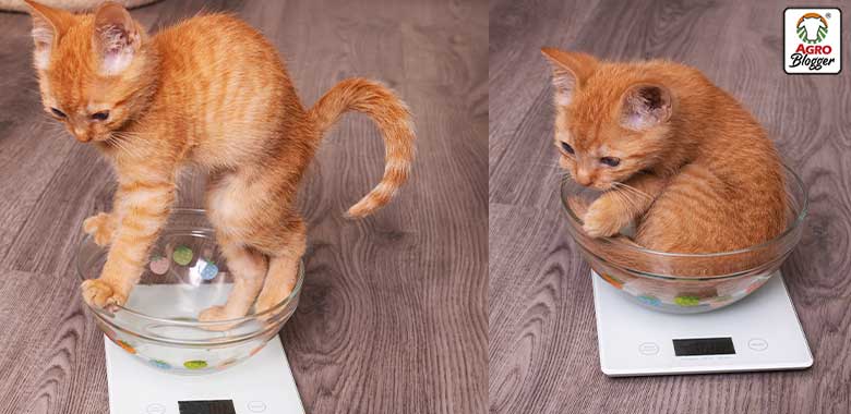 perdida de peso de un gato durante la vejez