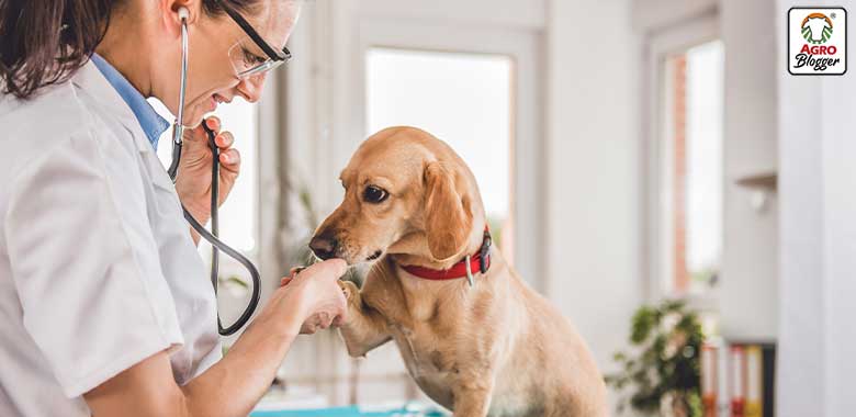 perro en el veterinario por cuadro de dermatitis por pulgas