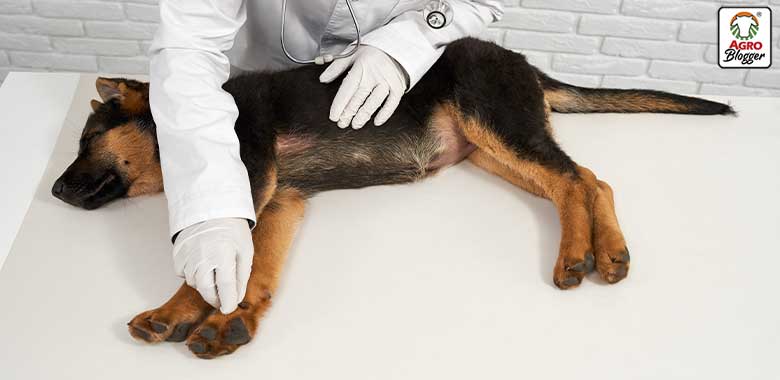 perro en veterinario recibe nutraceutico