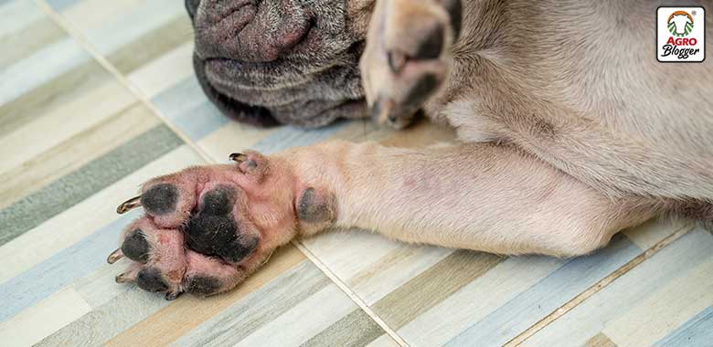 signos de alergia por pulgas en perros