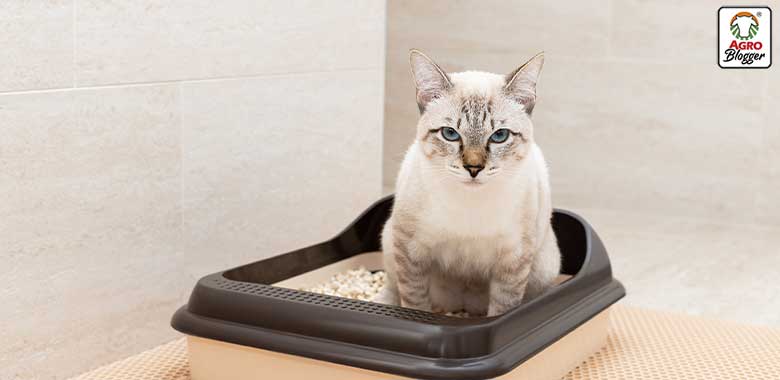 vitaminas para gatos con problemas urinarios