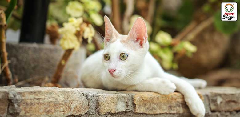 vitaminas solubles en agua para gatos