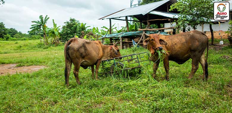 importancia de las razas de ganado criollo colombiano