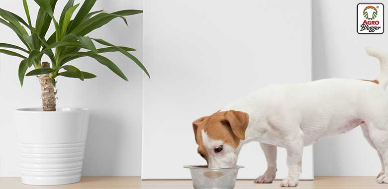 perro comiendo concentrado con yucca schidigera