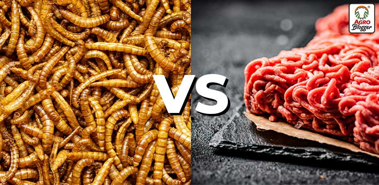 6 razones por las cuales la proteína a base de insectos es mejor que la carne