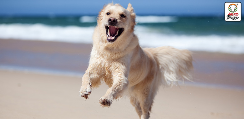 beneficios de los condroprotectores en la salud articular de los perros