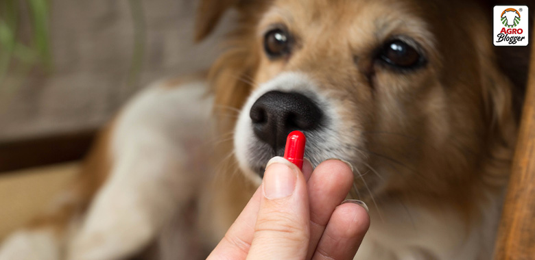 Glucosamina para perros, ¡Beneficios y cómo suministrarla!