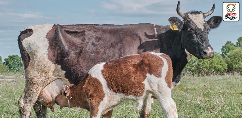 infertilidad en bovinos
