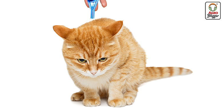 prevencion de la anemia en gatos