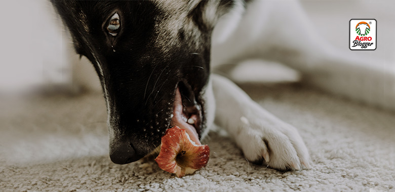 alimentos antioxidantes para perros
