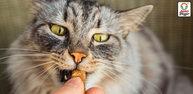 alimentos para gatos diabeticos