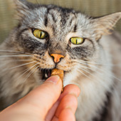 Alimentos para gatos diabéticos ¡Selecciona el mejor!