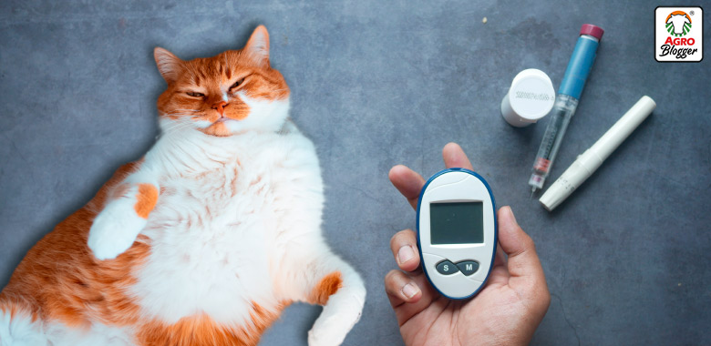 dieta para gatos diabeticos