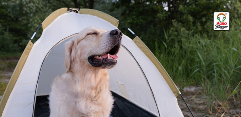 donde acampar con mascotas