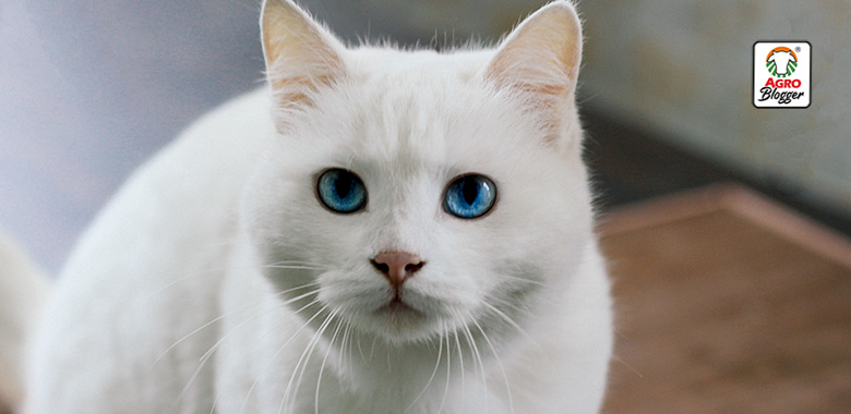 sonar con un gato blanco con ojos azules