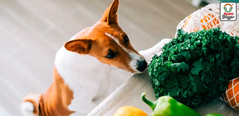 alimentos con fibra para perros