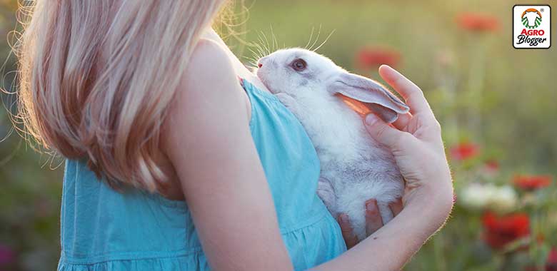beneficios de tener un conejo de mascota