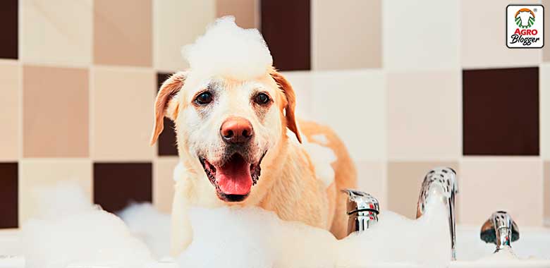 escoger el mejor tipo de shampoo para perros