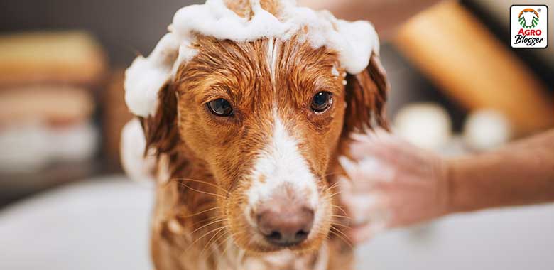 que shampoo es bueno para los perros