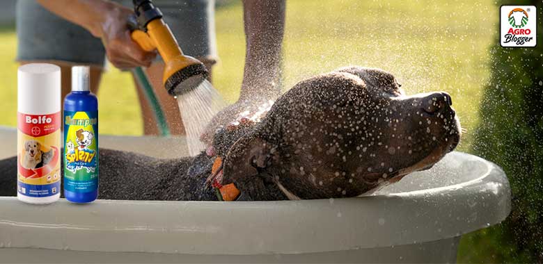 shampoo antipulgas para perros