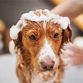 ¿Qué shampoo es bueno para los perros? ¡5 opciones recomendadas!