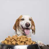 ¿El alimento Pedigree es bueno para los perros? ¡Descúbrelo!